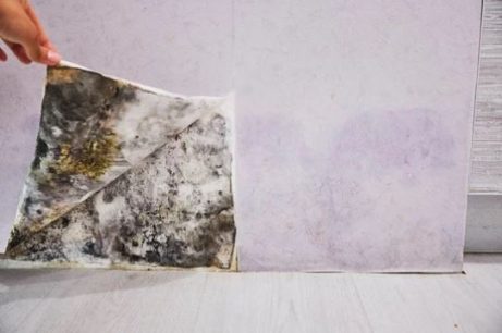 Hidden-Mold